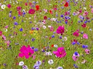 Achat vente terrain Chevillon Sur Huillard