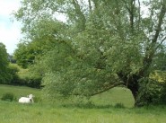 Achat vente villa Arcomps