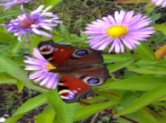 Immobilier Chevillon Sur Huillard