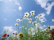 Terrain Chevillon Sur Huillard